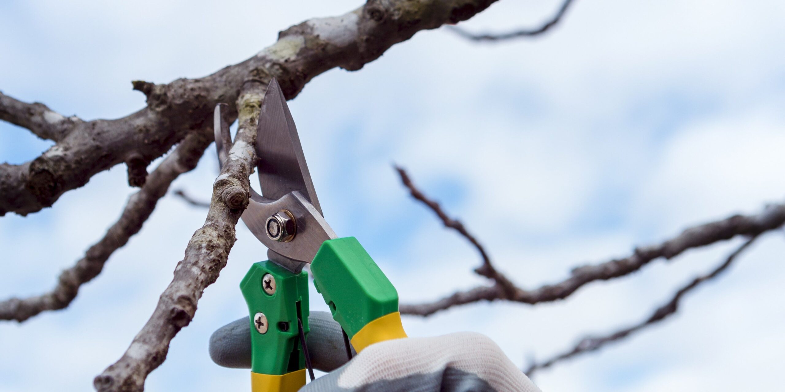 The Power of Preemptive Pruning: Winter Tree Care for a Safer and Healthier Landscape