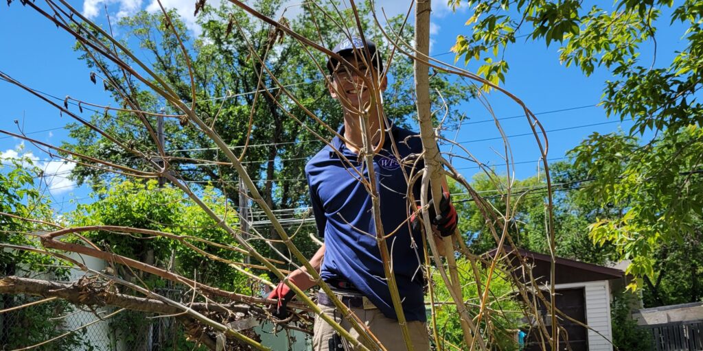 Spring Tree Pruning: Boost Your Yard's Health and Aesthetic