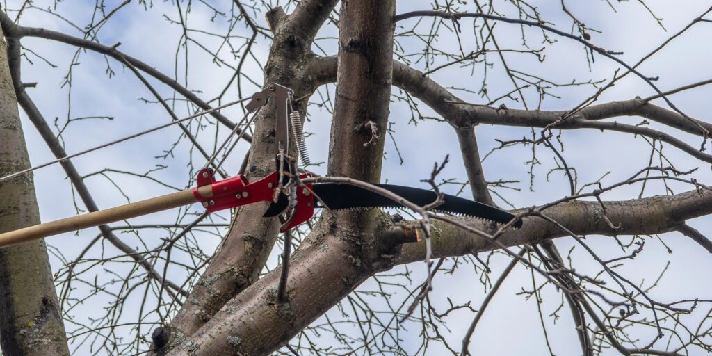 Why Late Fall Is the Ideal Time for Final Tree Pruning in Regina